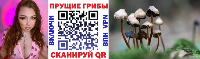 где можно купить наркотик Адыгейск Псилоцибиновые грибы Psilocybine cubensis